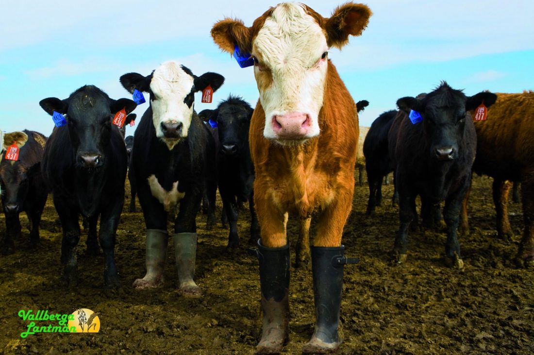 bootcows